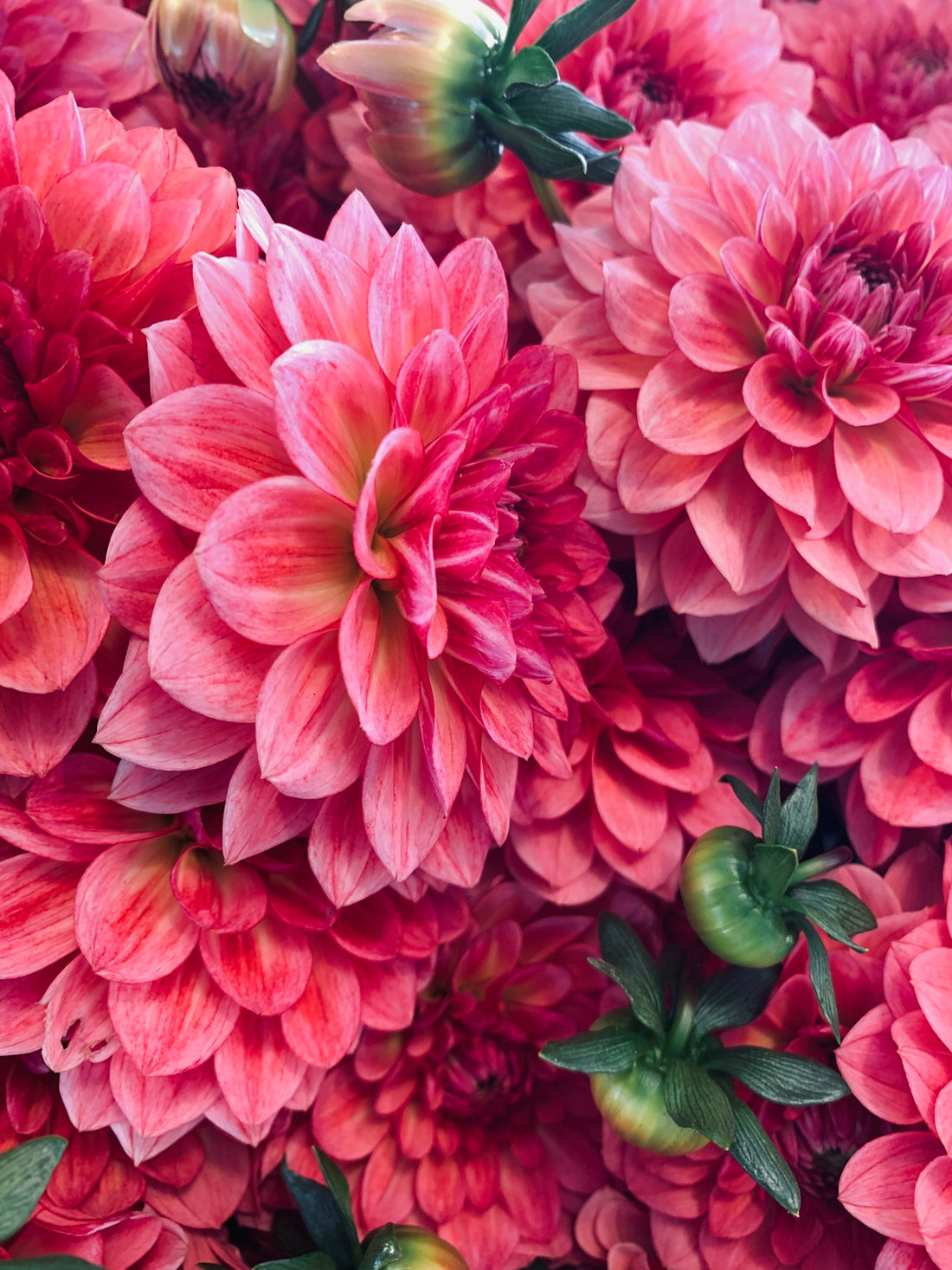 pink-petaled flowers